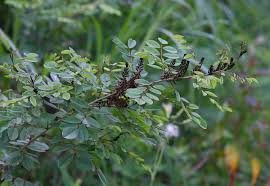 Image result for Indigofera