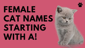 Naming a cat after your (or her) favorite food, like cookie or tuna, can also be a good choice. Female Cat Names Starting With A 27 Great Top Names Names Youtube