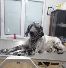 Doga Veteriner Klinigi Home Facebook