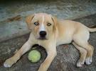 Here Are 22 Adorable Dog Cross-Breeds You’ve Never Heard ...