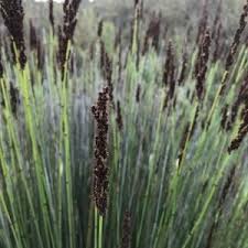 Image result for Monocymbium