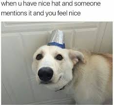 Dank Doggos Dog Memes Animal Memes How Are You Feeling
