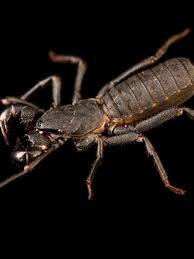 Vinegaroon, facts and information