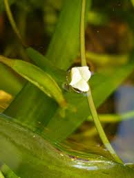 Image result for Vallisneria