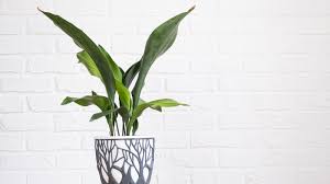 Image result for Aspidistra