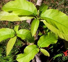 Image result for Pisonia