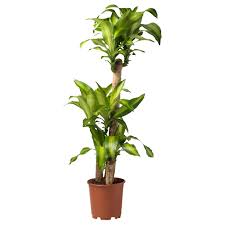 The leaves grow out of a central woody cane. Dracaena Massangeana Potted Plant Dom Plant 3 Stem 9 24 Cm Ikea
