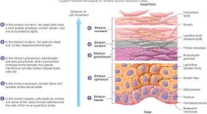 Learn 4 cells of the epidermis (types of skin cells), layers of skin, and their functions. Integumentary System