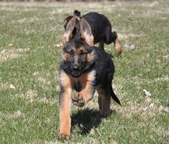 Sweet and gentle german shepherd puppies puppies will be available in 2021. Pin On German Shepherd Dogs