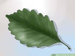 3 Ways To Identify Oak Leaves Wikihow