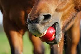 Do Horses Like Apples? The Complete Guide to This Equine Favorite – Dream  Horse