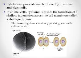 Check spelling or type a new query. Cell Cycle And Division Of A Cancer Cell
