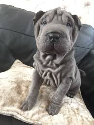 The first thing you should do before hunting for a shar pei for sale is to determine if a shar pei dog answers purposes of yours. Mini Shar Pei Puppies For Adoption