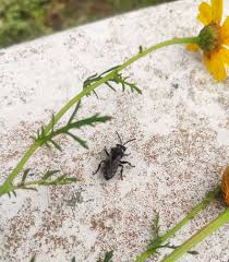 Image result for Nicolasia nitens