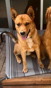 Attn: ****$1500 reward if found****NO QUESTIONS ASKED My Belgian Malinois  is missing. His name is Rex. He is a very friendly service dog. He had a  blue collar with information and was