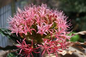 Image result for Boophone disticha