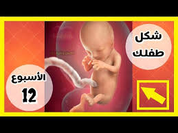 شكل الجنين في الاسبوع 12 من الحمل Youtube