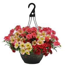 Check spelling or type a new query. Vigoro 12 Inch Hanging Basket The Home Depot Canada
