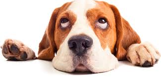 I have recently switched from a much more expensive veterinary clinic in summerville to dr. Summerville Pet Clinic Pet Vaccines Shots Dog Cat Animal Vet Clinic Trolley Rd Summerville Veterinary Heartworm Flee Vet Veterinarian Hospital Southcarolina Rabies Shots Distemper Heartgard Revolution Bravecto Trifexis Tri Heart Sentinel K9