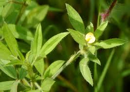 Image result for Stylosanthes fruticosa