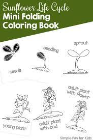 Sunflower Life Cycle Mini Folding Coloring Book Simple Fun For Kids Sunflower Life Cycle Life Cycles Flower Life Cycle Preschool