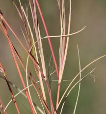 Image result for Aristida pilgeri