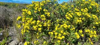 Image result for Chrysanthemoides monilifera