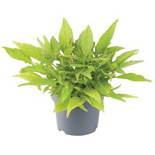 Image result for Ipomoea batatas pots