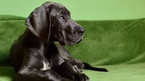 There are plenty of specialty dog foods that focus on large breeds which make feeding a. 12 Best Dog Food For Great Danes For Puppies Adults Seniors Loving Earth