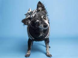 Azcentral Meet Mrs Bouvier A 7 Year Old Chihuahua Mix Facebook
