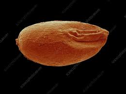 Image result for Eragrostis tef