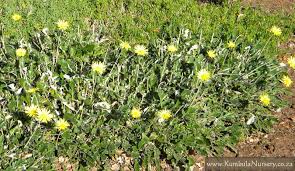 Image result for Haplocarpha