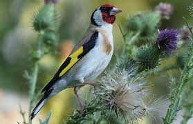 Viele steht und fällt mit der passenden bepflanzung. Vogel Im Garten Ansiedeln So Geht S Richtig Wildvogel Fledermause Igel Und Insekten