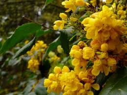 We suggest when planting your newly. Oregon Grape Berberis Aquifolium