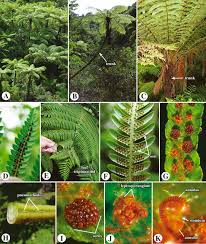 Image result for Pityrogramma aurantiaca