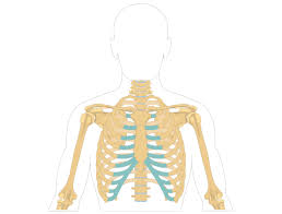 See more ideas about anatomy, anatomy study, rib cage anatomy. Sternum Bone Anatomy