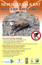 Image result for Bat Bite