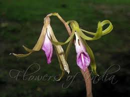 Image result for Nervilia petraea