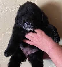 The newfoundland is water dog, frequently used for retrieval of items and even people. Tenderheart Newfoundlands Home Facebook