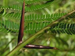 Image result for Acacia cornigera
