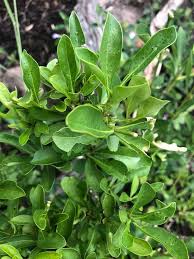 Image result for Pavetta gardeniifolia
