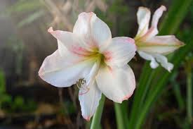 Amaryllis Nach Der Blute Im Sommer Pflegen In 2020 Amaryllis Zierpflanzen Pflanzen