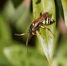 We did not find results for: How To Get Rid Of Wasps In Your Garden The Natural Way
