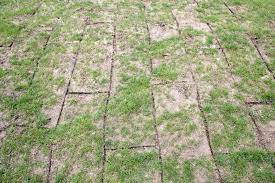 How Long Do I Need To Water My Turf After It Is Installed Turfonline