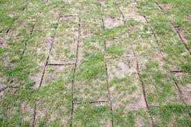 Like us, grass needs nutrients and those nutrients come in the form of sunlight, air, and water. How Long Do I Need To Water My Turf After It Is Installed Turf Online