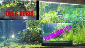 Cara merawat aquarium ikan hias. Perkembangan Perawatan Montecarlo Selama 10 Hari Aquascape Youtube