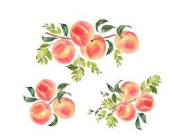 Peaches Watercolor Clipart Peaches Illustration Watercolor Etsy Watercolor Illustration Peach Art Watercolor Fruit