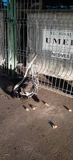 We did not find results for: Hunde In Satu Mare E V Home Facebook