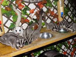 Yorkshire Sugar Gliders