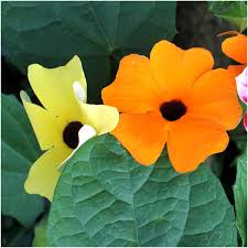 Image result for Thunbergia serpens